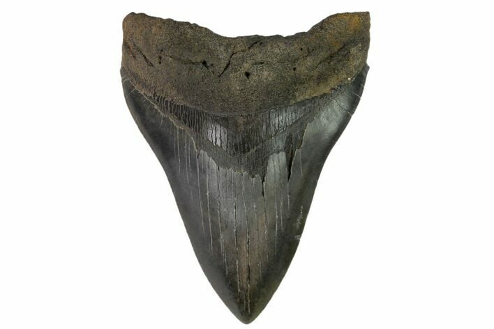 Fossil Megalodon Tooth - South Carolina #116623